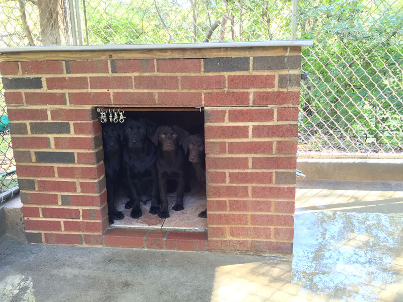 Brick kennel house with Lab puppies inside