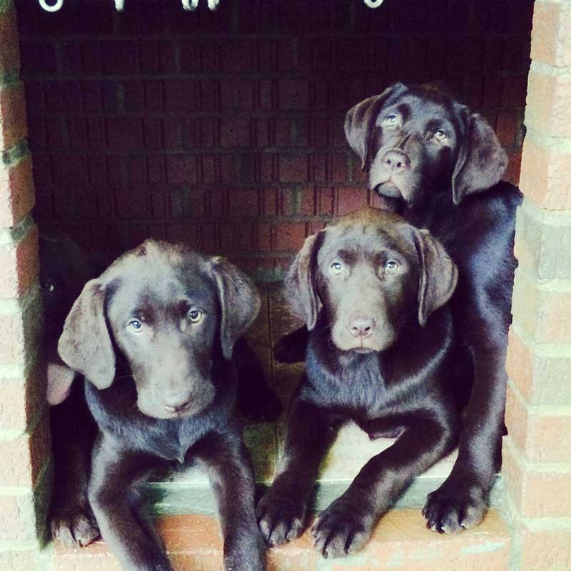 Chocolate Lab puppies sitting together in brick kennel