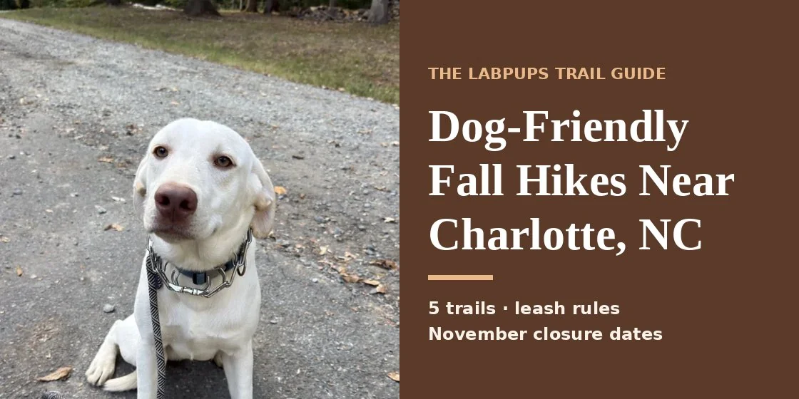 Winston, a yellow Lab, sitting on a leash on a gravel path with fallen leaves beside the title Dog-Friendly Fall Hikes Near Charlotte, NC