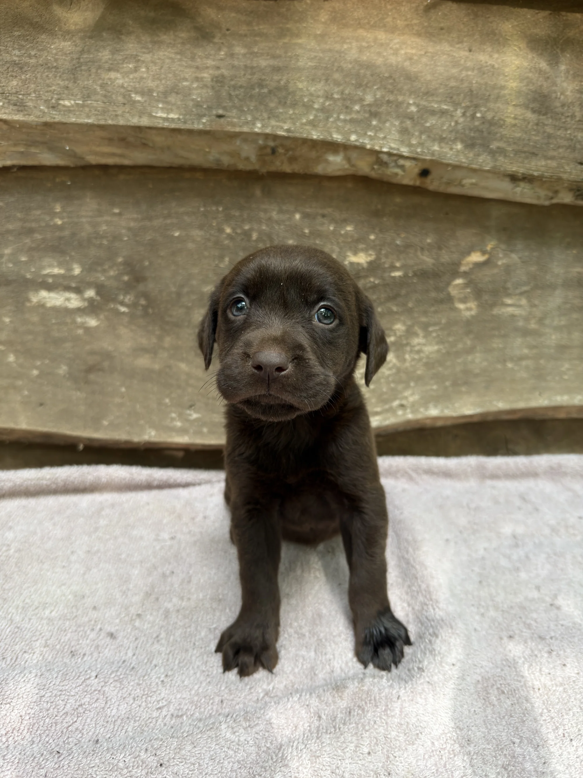 Mocha - chocolate Labrador Retriever puppy for sale