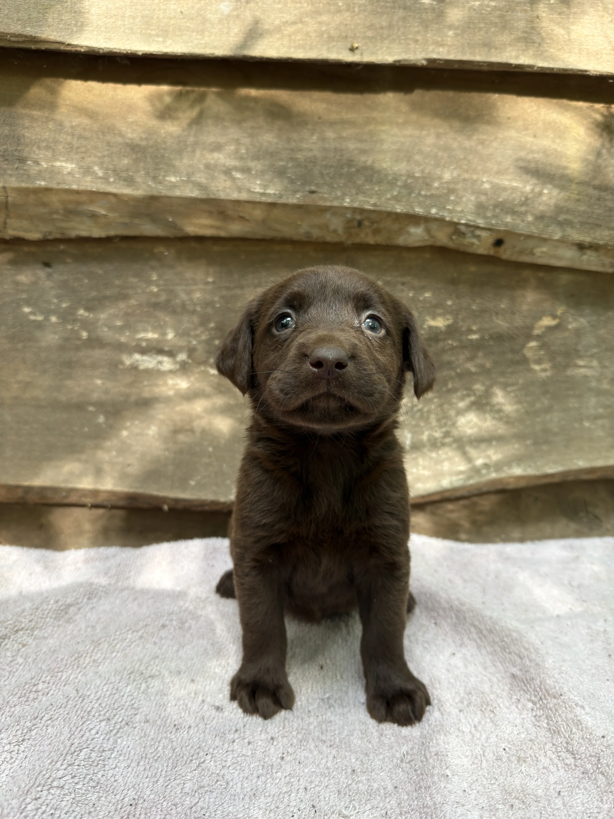 Toffee - chocolate Labrador Retriever puppy for sale
