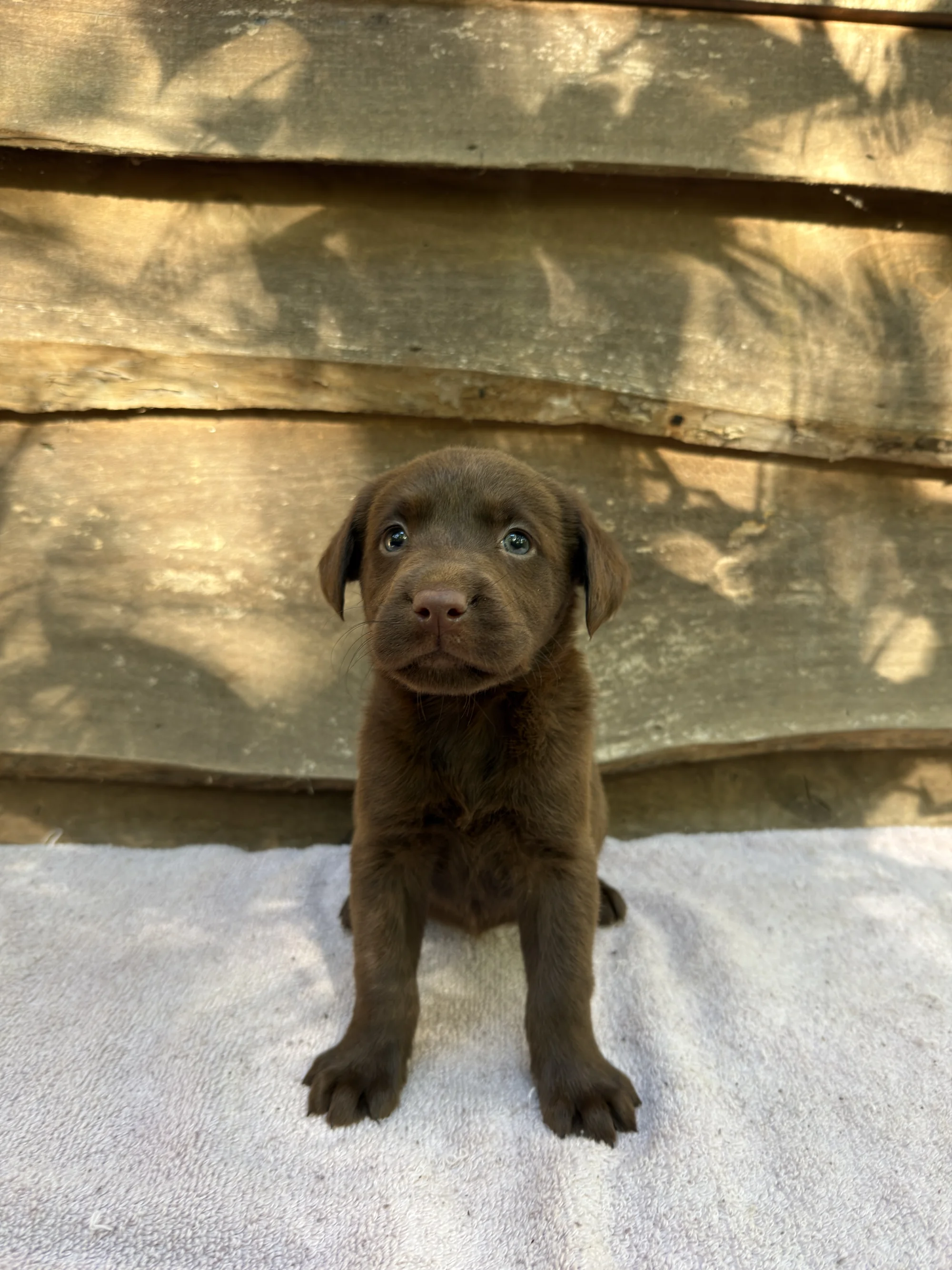 Brownie - chocolate Labrador Retriever puppy for sale