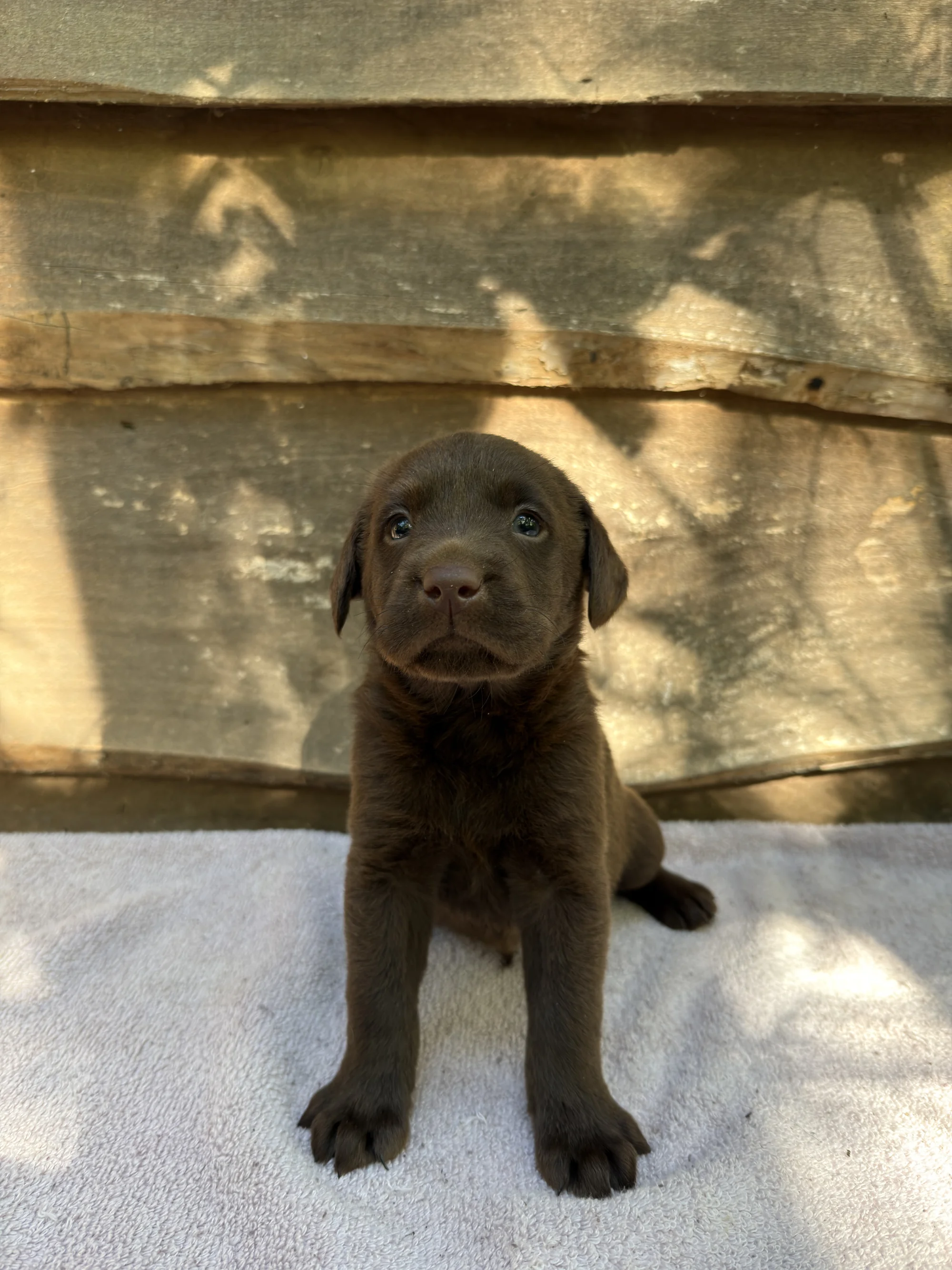Moose - chocolate Labrador Retriever puppy at LabPups.com