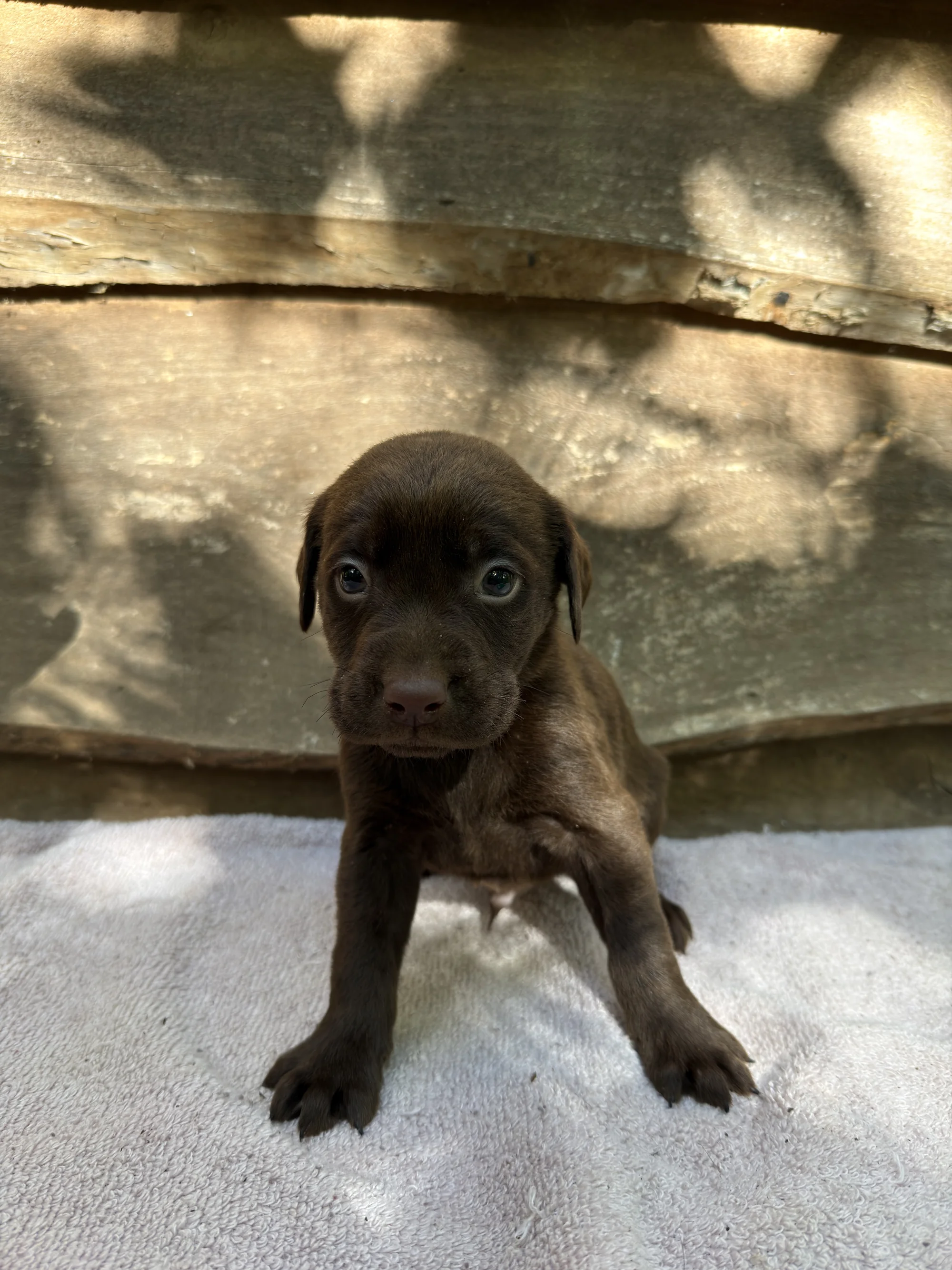 Java - chocolate Labrador Retriever puppy for sale