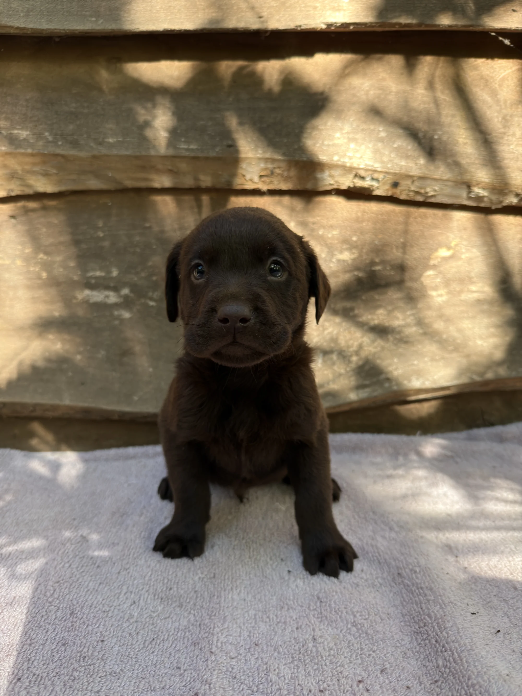 Fudge - chocolate Labrador Retriever puppy at LabPups.com