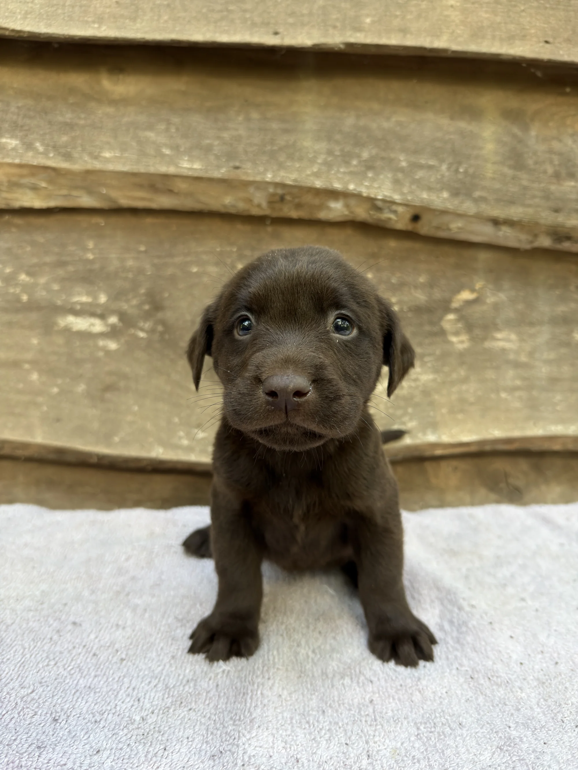 Rolo - chocolate Labrador Retriever puppy at LabPups.com