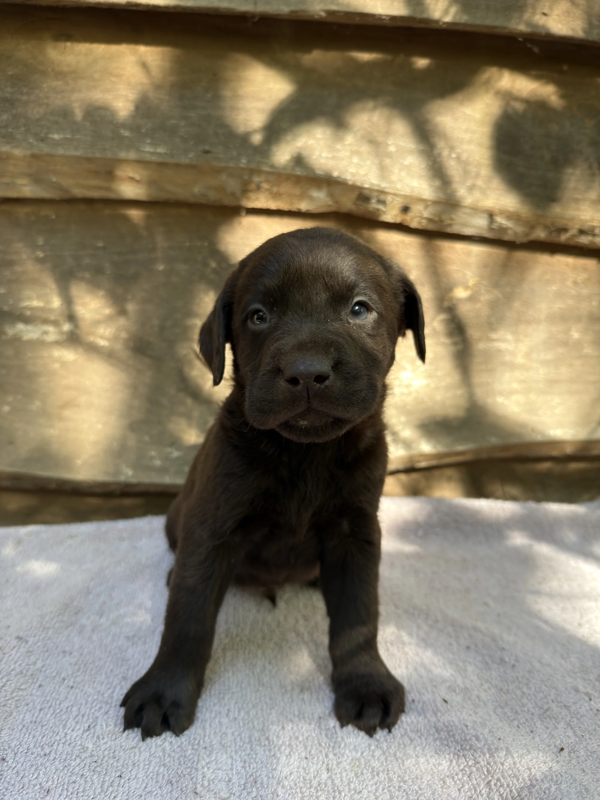 Bean - chocolate Labrador Retriever puppy for sale