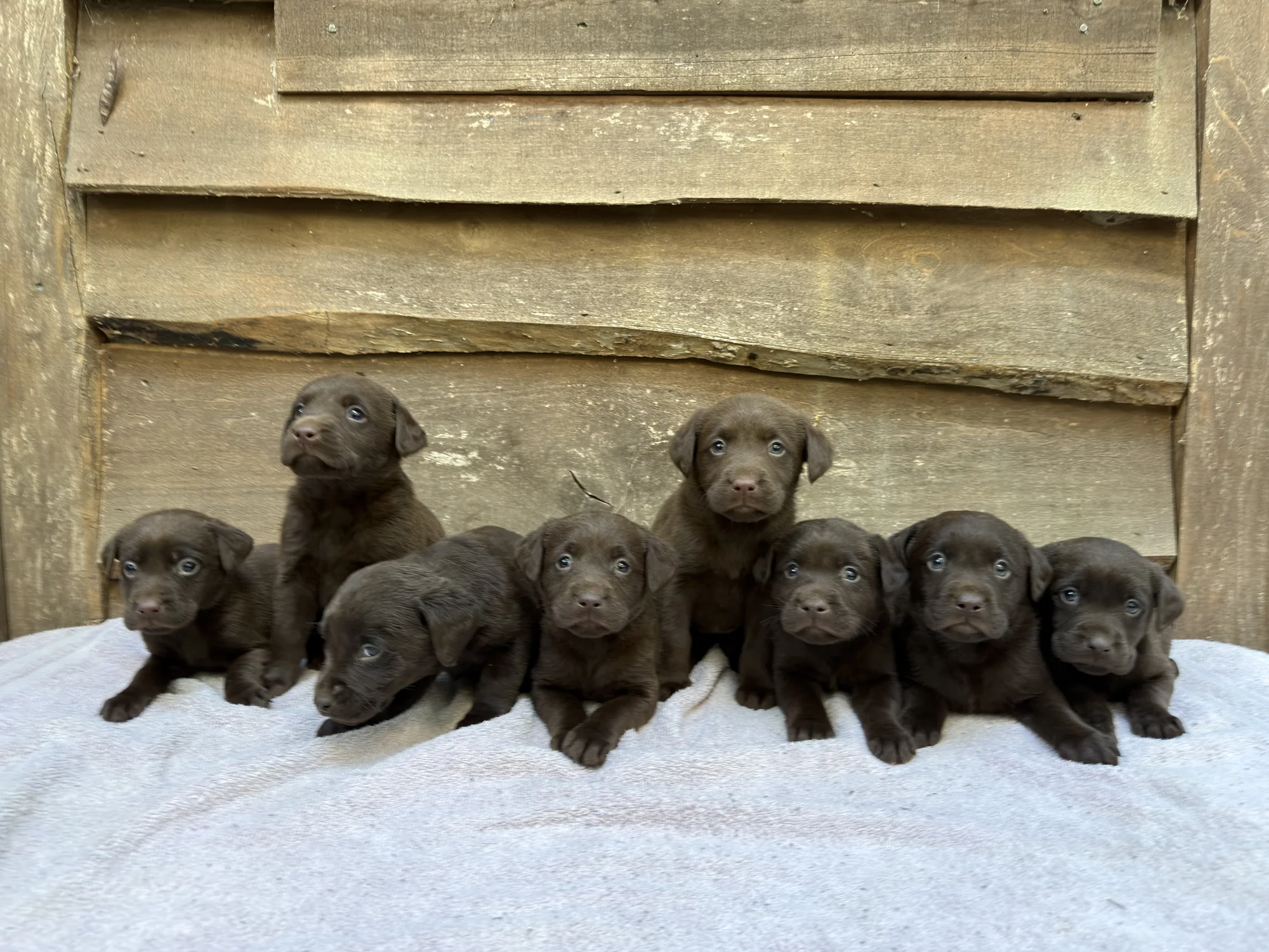 Selection Position 5 Chocolate Male - chocolate Labrador Retriever puppy for sale at LabPups.com