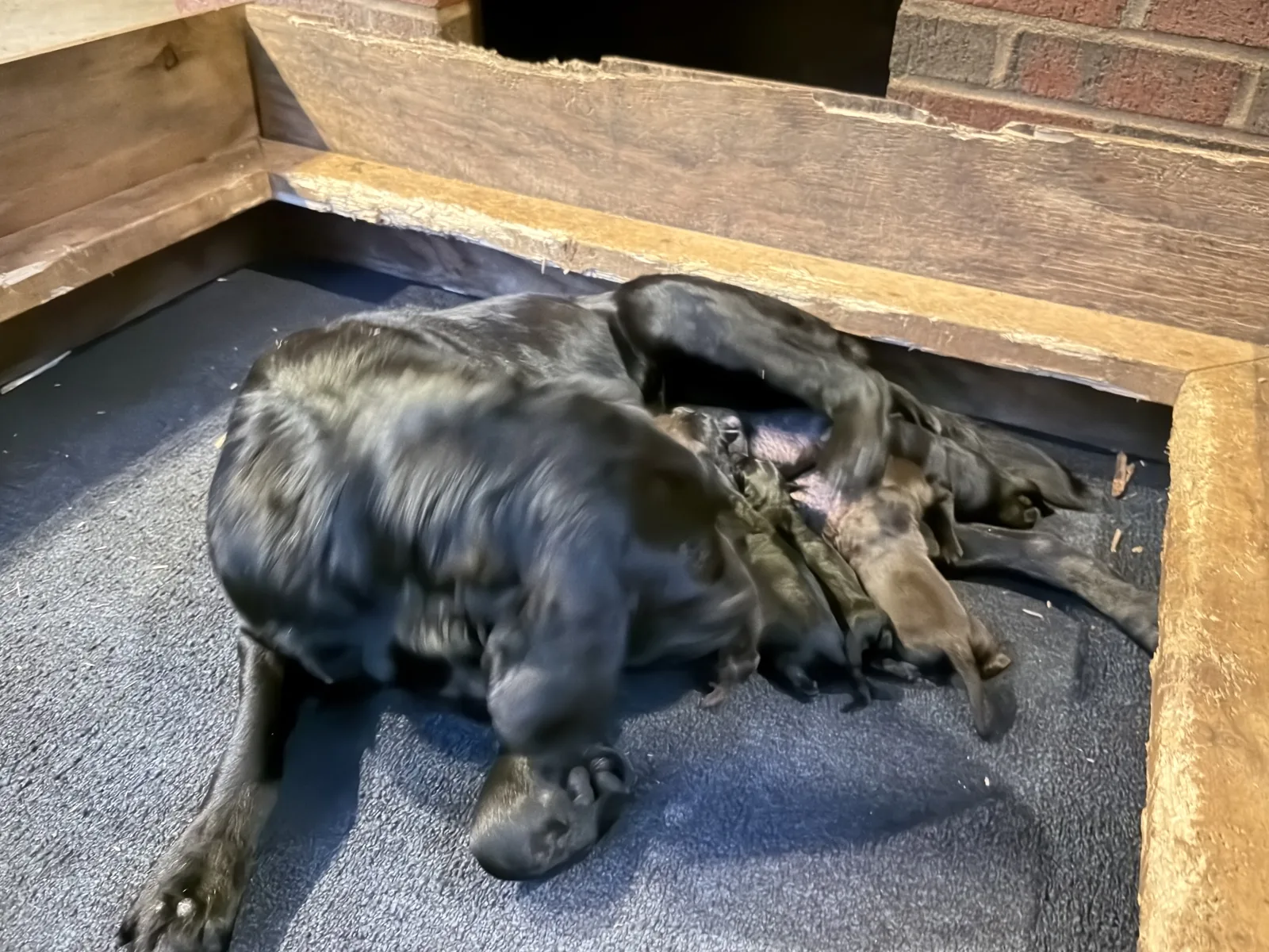 Midnight & Chip Litter