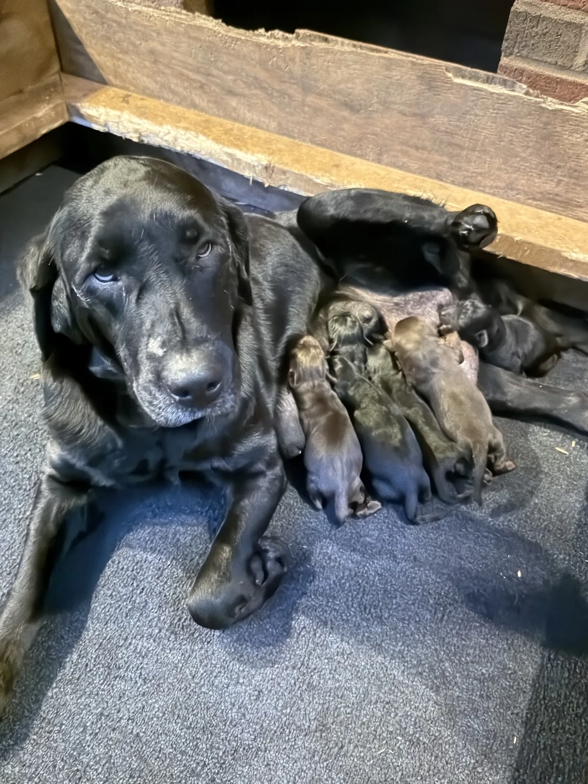 4th Black Male Selection Position — Midnight & Chip - black Labrador Retriever puppy for sale at LabPups.com