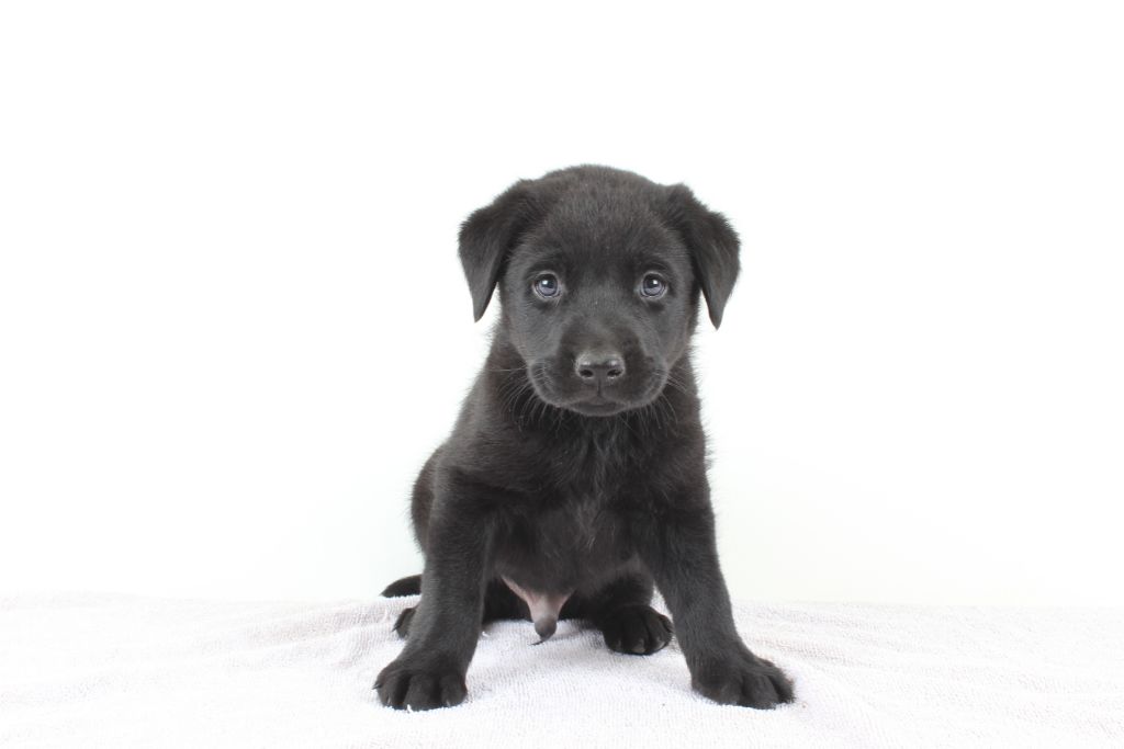 Beautiful Black Labrador Retriever puppies for sale from LabPups.com