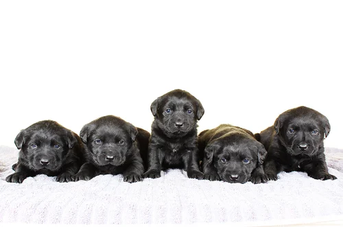 Black Lab Puppies For Sale
