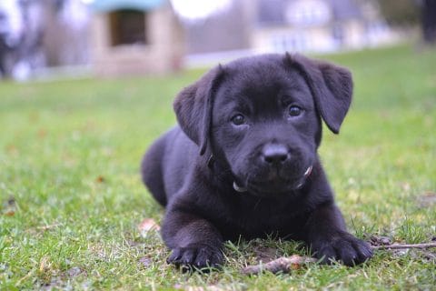 Black Labrador Retriever puppy in green grass