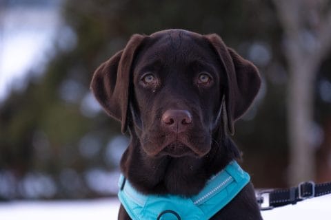 chocolate female Labrador Retriever puppy in the snow